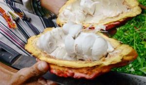 Este año se ejecutará plan para controlar niveles de cadmio en cacao de Piura