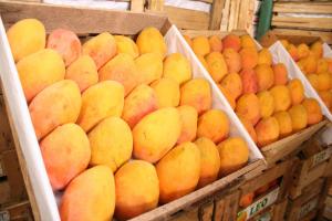 <span class='highlight'></span>E<span class='highlight'></span>S<span class='highlight'></span>T<span class='highlight'></span>I<span class='highlight'></span>M<span class='highlight'></span>A<span class='highlight'></span>N<span class='highlight'></span> <span class='highlight'></span>E<span class='highlight'></span>X<span class='highlight'></span>P<span class='highlight'></span>O<span class='highlight'></span>R<span class='highlight'></span>T<span class='highlight'></span>A<span class='highlight'></span>R<span class='highlight'></span> <span class='highlight'></span>A<span class='highlight'></span>L<span class='highlight'></span>R<span class='highlight'></span>E<span class='highlight'></span>D<span class='highlight'></span>E<span class='highlight'></span>D<span class='highlight'></span>O<span class='highlight'></span>R<span class='highlight'></span> <span class='highlight'></span>D<span class='highlight'></span>E<span class='highlight'></span> <span class='highlight'></span>U<span class='highlight'></span>S<span class='highlight'></span>$<span class='highlight'></span> <span class='highlight'></span>1<span class='highlight'></span>5<span class='highlight'></span>0<span class='highlight'></span> <span class='highlight'></span>M<span class='highlight'></span>I<span class='highlight'></span>L<span class='highlight'></span>L<span class='highlight'></span>O<span class='highlight'></span>N<span class='highlight'></span>E<span class='highlight'></span>S<span class='highlight'></span> <span class='highlight'></span>E<span class='highlight'></span>N<span class='highlight'></span> <span class='highlight'></span>M<span class='highlight'></span>A<span class='highlight'></span>G<span class='highlight'></span>O<span class='highlight'></span>S<span class='highlight'></span> <span class='highlight'></span>F<span class='highlight'></span>R<span class='highlight'></span>E<span class='highlight'></span>S<span class='highlight'></span>C<span class='highlight'></span>O<span class='highlight'></span>S<span class='highlight'></span>