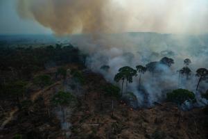 Europa prohibirá la importación de productos que contribuyan a la deforestación