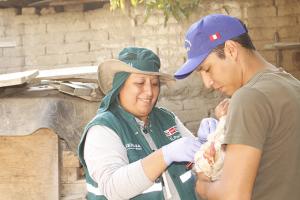 Evalúan condición sanitaria de aves domésticas en Cajamarca