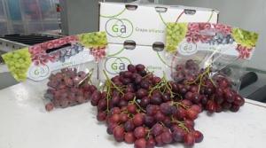 Existe la posibilidad que uva peruana desplace a la sudafricana en el Extremo Oriente