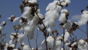 “Existe una industria textil que necesita algodón peruano”