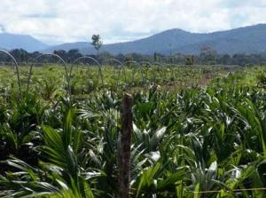 EXISTEN 600 MIL HAS PARA CULTIVAR PALMA ACEITERA EN LA SELVA