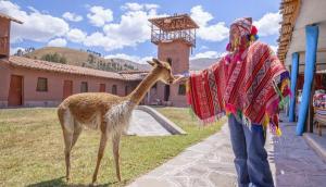 Existen 635 organizaciones en cuyos territorios habita la vicuña