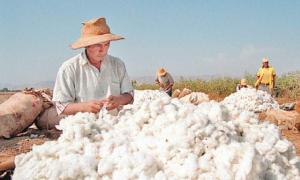 Existen condiciones favorables para la campaña de algodón 2016/2017
