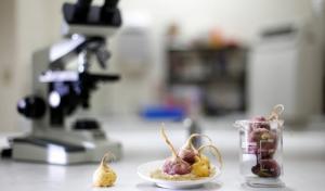 Existen nueve casos contra empresas extranjeras que buscan ‘biopiratear” productos elaborados con plantas peruanas