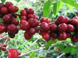 Existen proyectos en marcha para producir café con calidad de taza y resistente a plagas