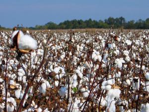 EXPERTOS DE FAO Y BRASIL VISITAN ZONAS ALGODONERAS