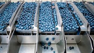 Exportación de arándanos peruanos a Europa se dispara un 166% en la campaña 2025-2026