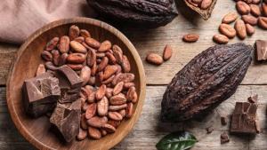 Exportación de cacao orgánico y sus derivados sumaron US$ 65.5 millones en 2022, mostrando una caída de -16%