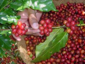 EXPORTACIÓN DE CAFÉ CRECERÍA 10% EN VALOR ESTE AÑO