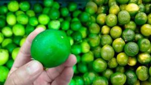 Exportación de limón tahití fresco crece 11.71% en volumen hasta el 18 de septiembre del 2026