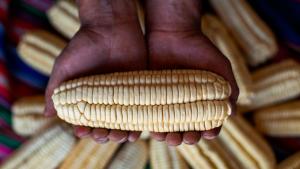 Exportación de maíz blanco del Cusco alcanzó valores de US$ 3.2 millones