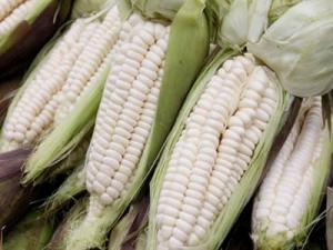 Exportación de maíz blanco peruano crece 7% en volumen en el primer trimestre del 2021