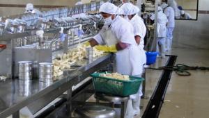 Exportación de palmitos preparados alcanza los US$ <span class='highlight'>9</span>00 mil durante el primer bimestre del año