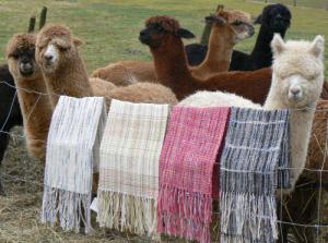 Exportación de prendas terminadas de alpaca se incrementa en un 5%