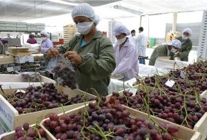 EXPORTACIÓN DE UVA EN LA PRESENTE CAMPAÑA CRECERÍA EN VOLUMEN 20%