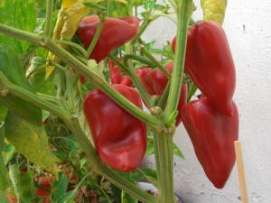 EXPORTACIÓN DEL PIMIENTO PIQUILLO CRECERÁ 10%