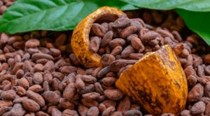 Exportación peruana de cacao en grano crece 20% en volumen en la campaña 2022/2023