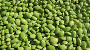 Exportación peruana de habas creció 31% en 201<span class='highlight'>9</span>