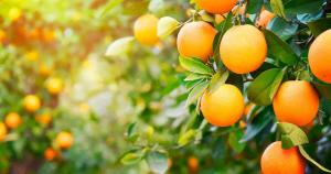 Exportación peruana de naranjas llegó a un valor de US$ 12.5 millones en 2023