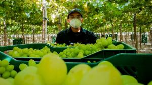 Exportaciones agroindustriales de Perú a El Salvador alcanzaron los US$ 14.<span class='highlight'>9</span>76.000 en 2024