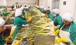 EXPORTACIONES AGROPECUARIAS NO TRADICIONALES CRECIERON 5.8% EL 2013