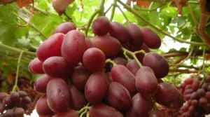 Exportaciones chilenas de uvas de mesa alcanzarían las 67.1 millones de cajas