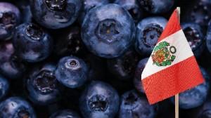 Exportaciones de arándanos de Perú superaron los US$ 2.210 millones
