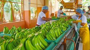 Exportaciones de banano caen 10% en volumen y 8% en valor entre enero y octubre del 2022