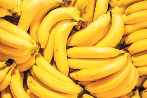 Exportaciones de banano de Ecuador alcanzaron las 162.837.599 cajas de enero a mayo de 2023, mostrando un aumento +2.96%