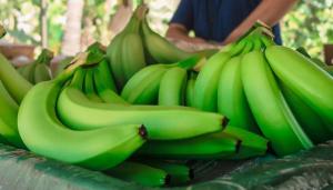 Exportaciones de banano empiezan a mejorar en las últimas semanas