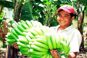 Exportaciones de banano sumaron 17.552 toneladas en marzo de este año