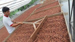 EXPORTACIONES DE CACAO CRECERÍAN 55% ESTE AÑO