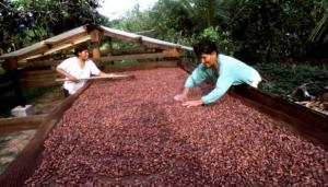 <span class='highlight'></span>E<span class='highlight'></span>X<span class='highlight'></span>P<span class='highlight'></span>O<span class='highlight'></span>R<span class='highlight'></span>T<span class='highlight'></span>A<span class='highlight'></span>C<span class='highlight'></span>I<span class='highlight'></span>O<span class='highlight'></span>N<span class='highlight'></span>E<span class='highlight'></span>S<span class='highlight'></span> <span class='highlight'></span>D<span class='highlight'></span>E<span class='highlight'></span> <span class='highlight'></span>C<span class='highlight'></span>A<span class='highlight'></span>C<span class='highlight'></span>A<span class='highlight'></span>O<span class='highlight'></span> <span class='highlight'></span>E<span class='highlight'></span>N<span class='highlight'></span> <span class='highlight'></span>G<span class='highlight'></span>R<span class='highlight'></span>A<span class='highlight'></span>N<span class='highlight'></span>O<span class='highlight'></span> <span class='highlight'></span>A<span class='highlight'></span>U<span class='highlight'></span>M<span class='highlight'></span>E<span class='highlight'></span>N<span class='highlight'></span>T<span class='highlight'></span>A<span class='highlight'></span>R<span class='highlight'></span>O<span class='highlight'></span>N<span class='highlight'></span> <span class='highlight'></span>6<span class='highlight'></span>%<span class='highlight'></span> <span class='highlight'></span>E<span class='highlight'></span>N<span class='highlight'></span> <span class='highlight'></span>V<span class='highlight'></span>O<span class='highlight'></span>L<span class='highlight'></span>U<span class='highlight'></span>M<span class='highlight'></span>E<span class='highlight'></span>N<span class='highlight'></span>