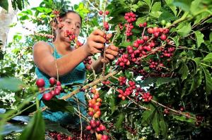 Exportaciones de café caen en volumen 13.7% de enero a agosto de 2020