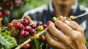 Exportaciones de café crecen un 327.5% en el primer semestre de 2022