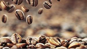 Exportaciones de café en grano sumaron US$ 68 millones durante el primer trimestre
