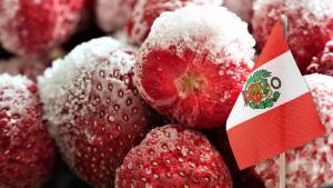Exportaciones de fresa congelada concentraron el 67% de los despachos totales de fresa de Perú en mayo