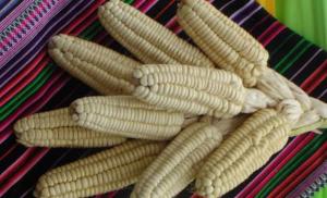 Exportaciones de maíz blanco del Cusco llegan a US$ 8.4 millones