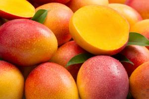 Exportaciones de mango crecieron 10% en volumen y 5% en valor de septiembre hasta enero de la presente campaña