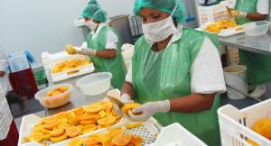 Exportaciones de mango en todas sus presentaciones sumaron US$ 295.797.000 en la campaña 2019/2020