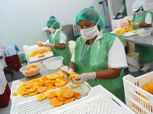 EXPORTACIONES DE MANGO SE INCREMENTARON EN 8.4%