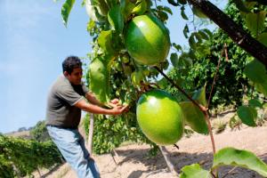 Exportaciones de maracuyá podrían duplicarse si se aumenta el grado brix de la fruta