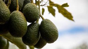 Exportaciones de palta de México a Estados Unidos siguen batiendo récords