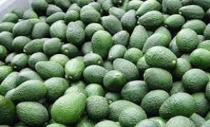 Exportaciones de palta Hass por parte de Agrícola Pampa Baja crecerían 66.6% en campaña 2021