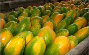 Exportaciones de papaya cayeron 64% en volumen y 57% en valor en el primer trimestre del 2023