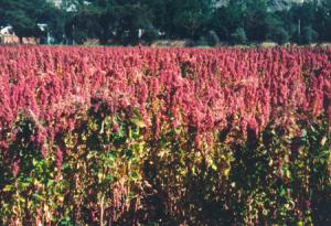 EXPORTACIONES DE QUINUA AUMENTAN MÁS DE 70%