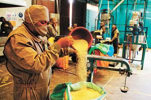 Exportaciones de quinua de Bolivia cayeron 25% en valor el 2016