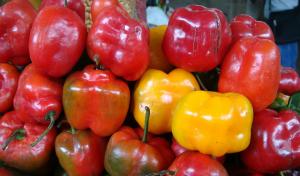 Exportaciones de rocoto peruano crecieron en volumen y llegaron a 19 países en 2025